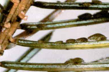 aphids.jpeg.jpg (29494 bytes)