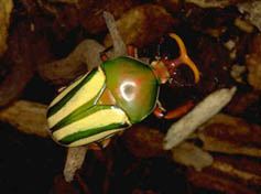 beetle.jpeg.jpg (13848 bytes)